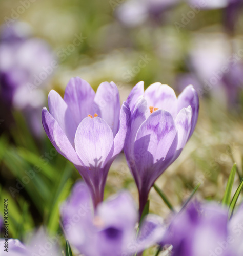 Beautiful violet crocus flower growing on the dry grass, the first sign of spring. Seasonal easter background.