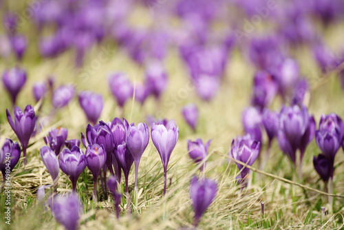 Beautiful violet crocus flower growing on the dry grass, the first sign of spring. Seasonal easter background.