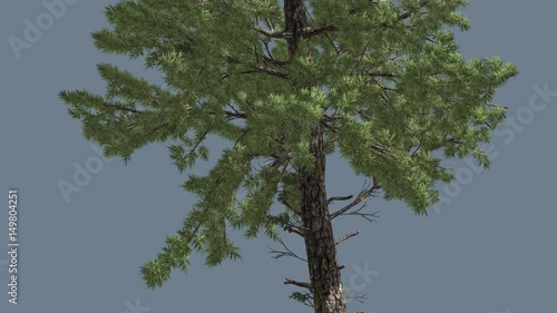 Trunk and Needles of Loblolly Pine Coniferous Evergreen Tree is Swaying at the Wind Needle-Like Leaves Fast-Growing Tree in Windy Day Carpentry Materials