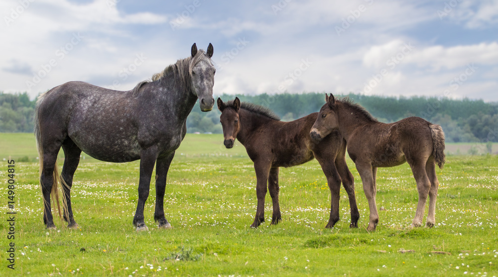 Mare and two foal on the meadow