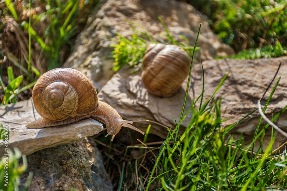 Snails climbing on the rock in the green grass