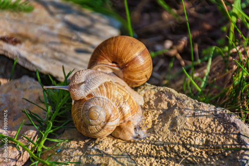 Snails climbing on the rock in the green grass