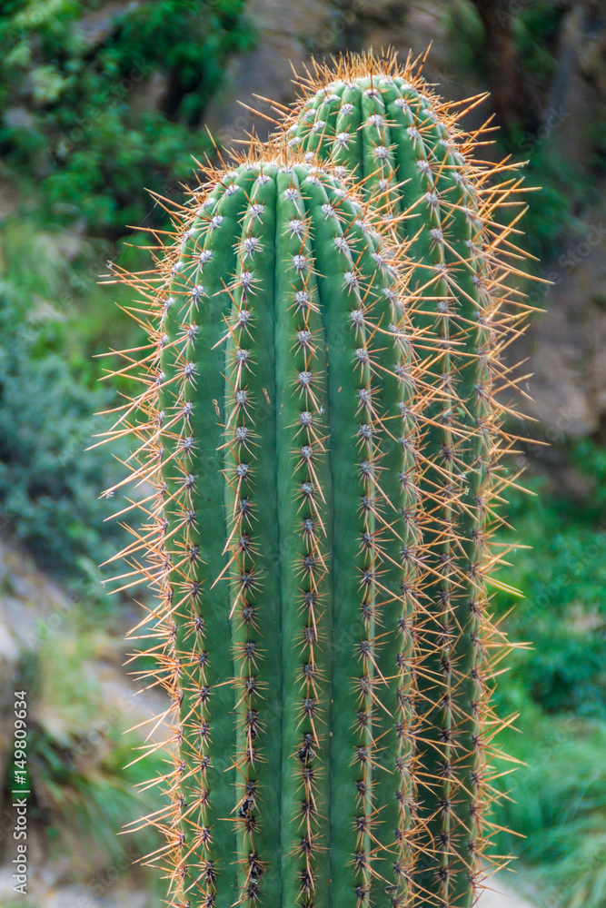 Big cactus near Cafayate, Argentina Big cactus near Cafayate, Argentina