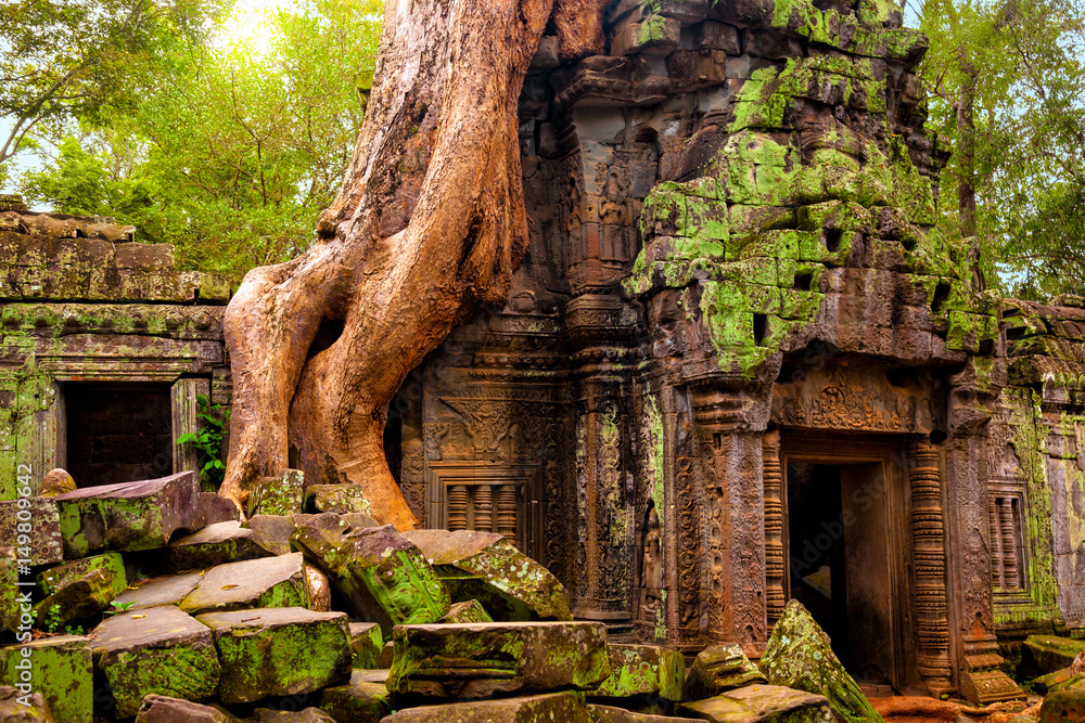 Naklejka premium Świątynia Ta Prohm. Antyczna Khmer architektura pod gigantycznymi korzeniami drzewo przy Angkor Wat kompleksem, Siem Reap, Kambodża.