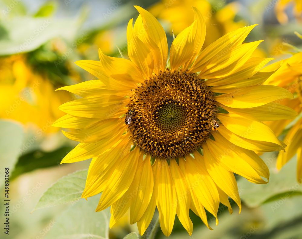 Fototapeta premium Sunflower and bee sucking nectar