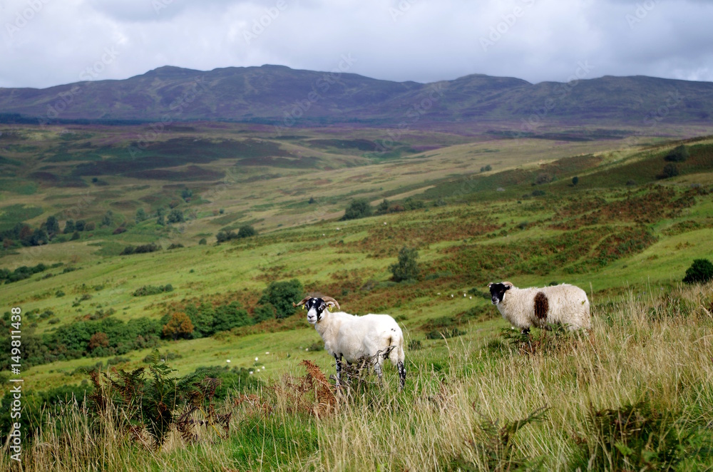 Schafe in den schottischen Highlands