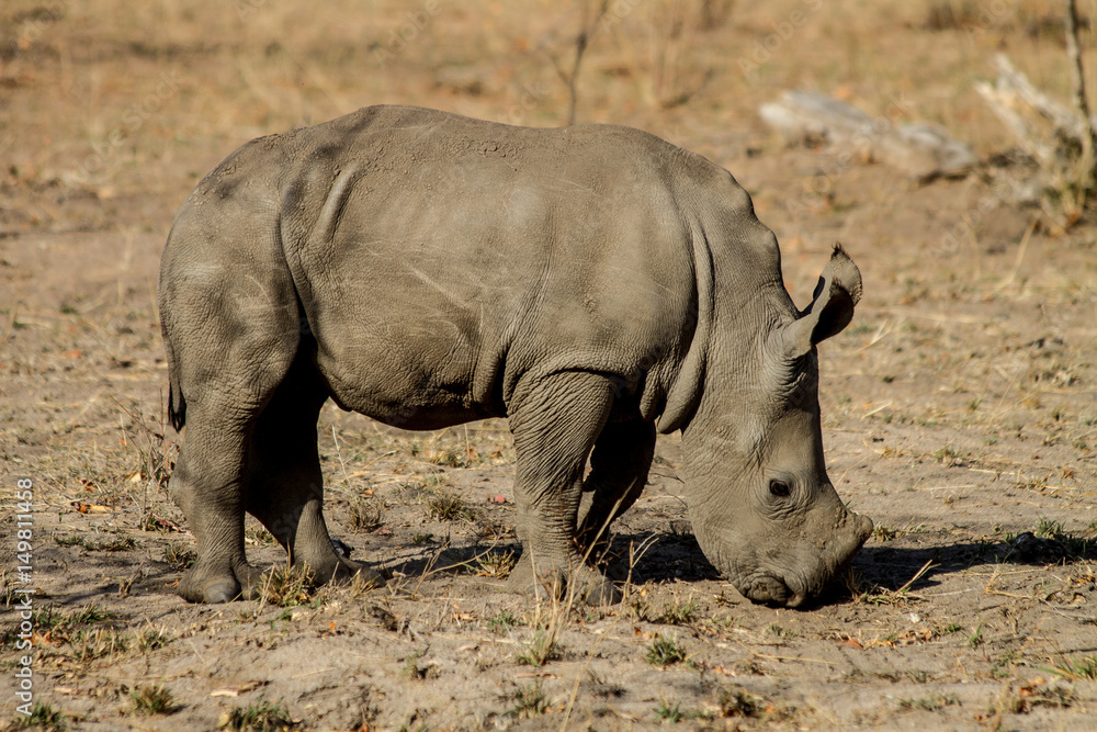 Fototapeta premium Baby Rhino, South Africa