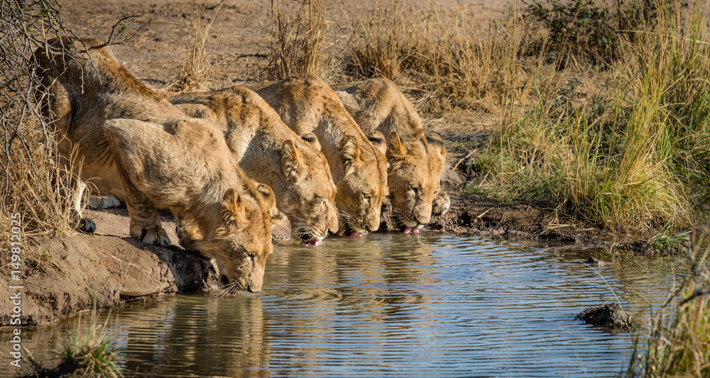 Lion Pride Drinking Lion Pride Drinking