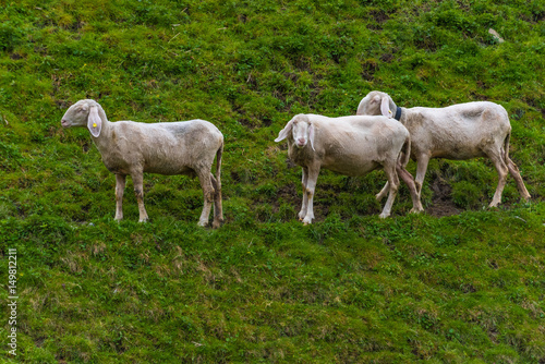 Schafe beim Grasen in den Bergen