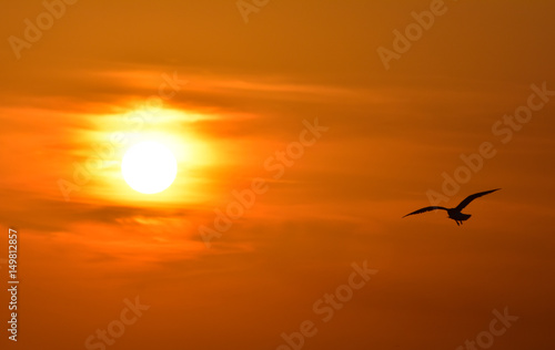 Seagull flying at sunset sky, silhouette. Sun between clouds a seagull flying.