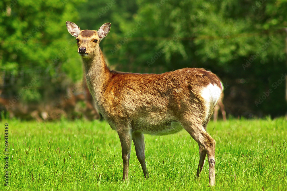 Female fallow deer in winter coat Female fallow deer in winter coat
