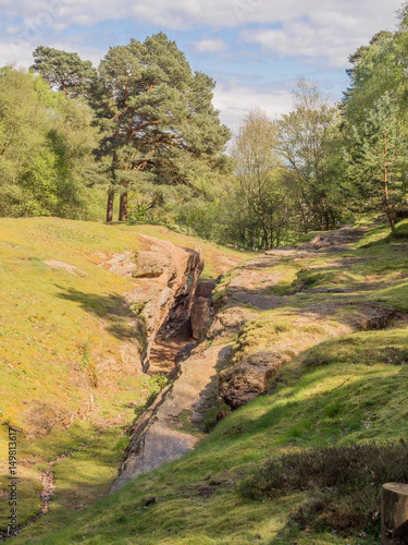 Early summer woodland at Alderly Edge, Cheshire, UK photo