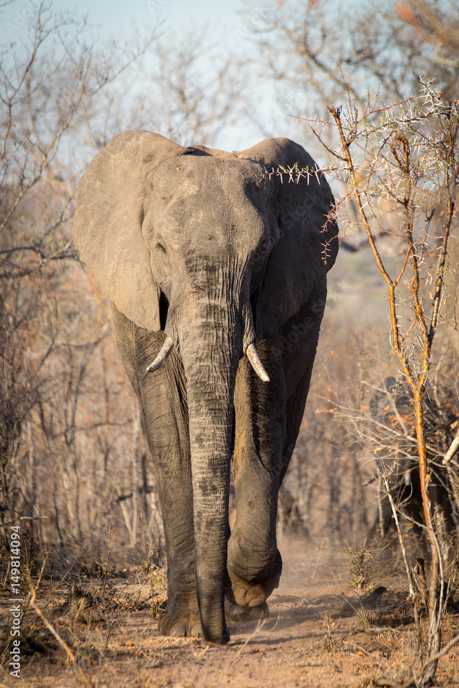 Obraz premium Elephant in South Africa