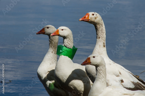 A piece of plastic garbage stuck on the goose's neck