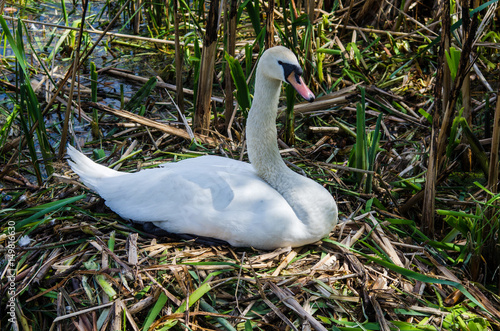 Swan incubates eggs in the nest