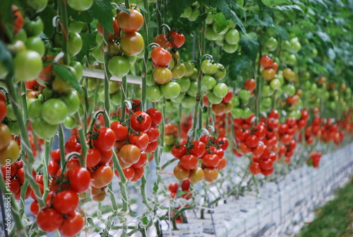 Snacktomaten Hängestrauch Tomaten Tomatensalat Nürnberg Tomatenpflanze Anbaugebiet Knoblauchland Bewässerung Bienen Drohnen Tomatenpflanze bestäuben  Strauchtomaten Reifeprozess Strauchtomaten 
