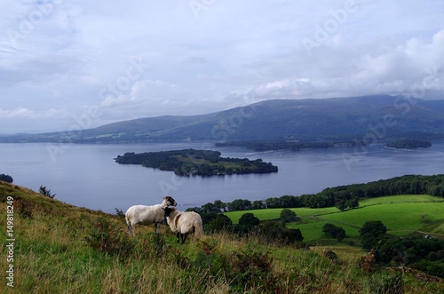 Schafe in der Natur in Schottland