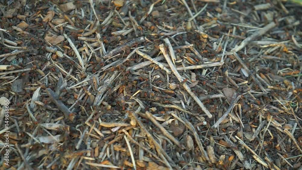 Anthill in the Spring Forest The construction of new big ant hill in the woods. A lot of ants close-up Anthill in the Spring Forest The construction of new big ant hill in the woods. A lot of ants close-up
