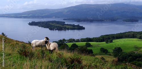 Schafe in der Natur in Schottland