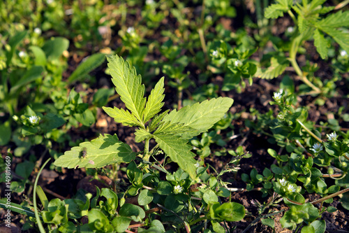 Young marijuana plant