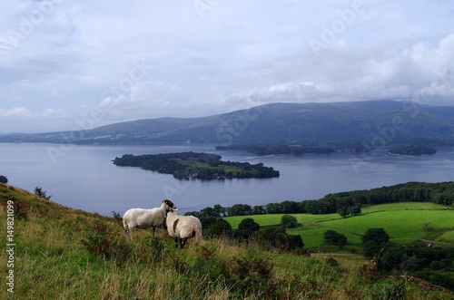Schafe in der Natur in Schottland