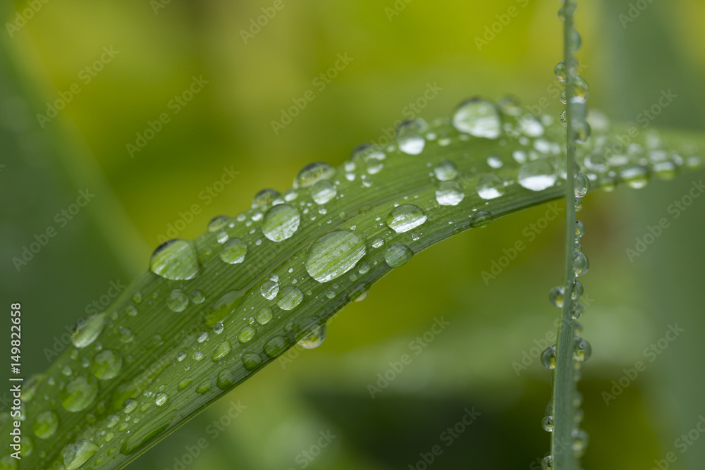 Raindrops on the plant leaves, after the rain. Raindrops on the plant leaves, after the rain.