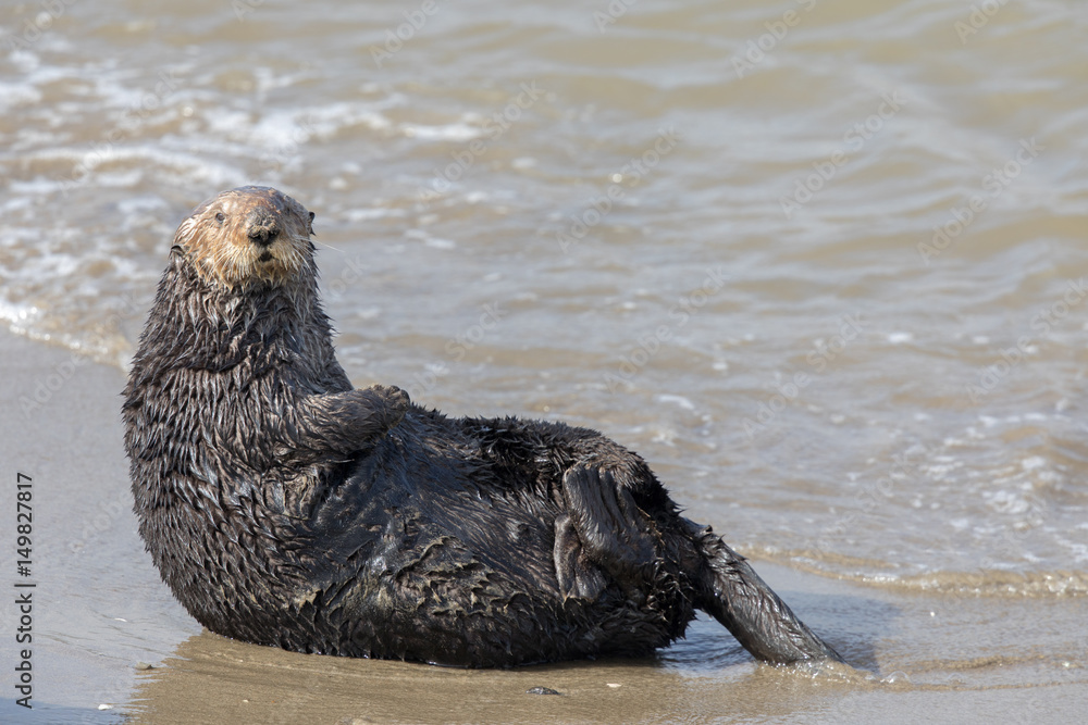 Fototapeta premium Alert Sea Otter in Moss Landing State Beach. Monterey Bay, California, USA.