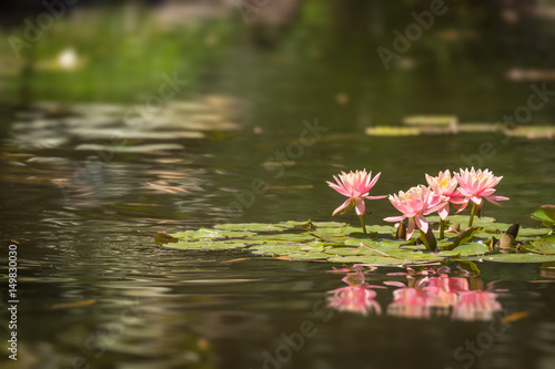 Beautiful Pink Lotus Flowers In Lily Pond