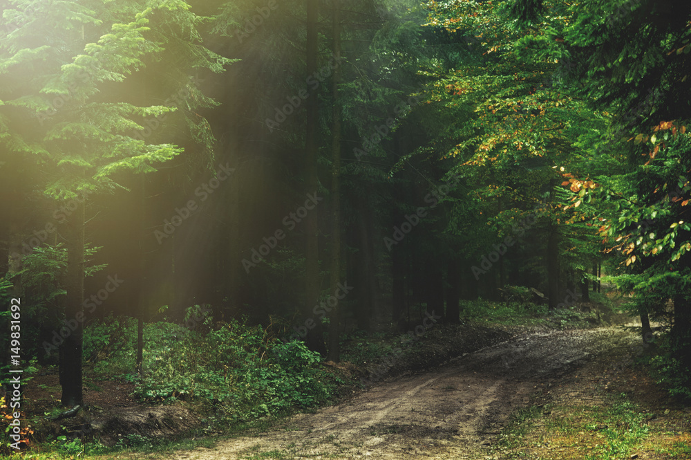 Fototapeta premium Magic dark forest. Autumn forest scenery with rays of warm light. Mistic forest. Beskid Mountains. Poland