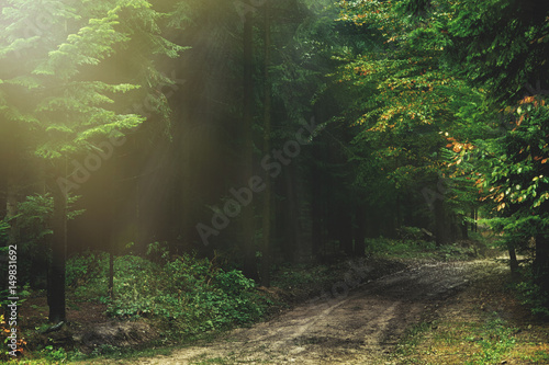 Fototapeta Naklejka Na Ścianę i Meble -  Magic dark forest. Autumn forest scenery with rays of warm light. Mistic forest. Beskid Mountains. Poland