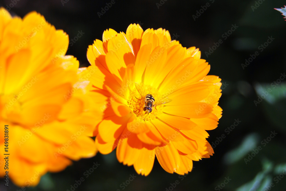 FLORES Y ABEJAS FLORES Y ABEJAS