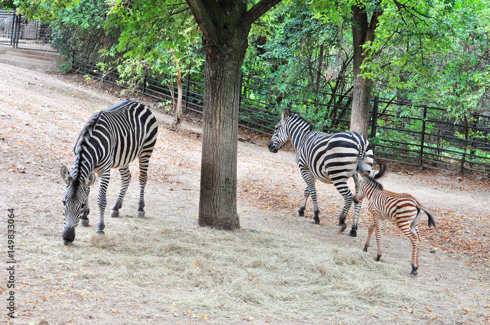 Naklejka premium Zebras eating under the tree in the zoo