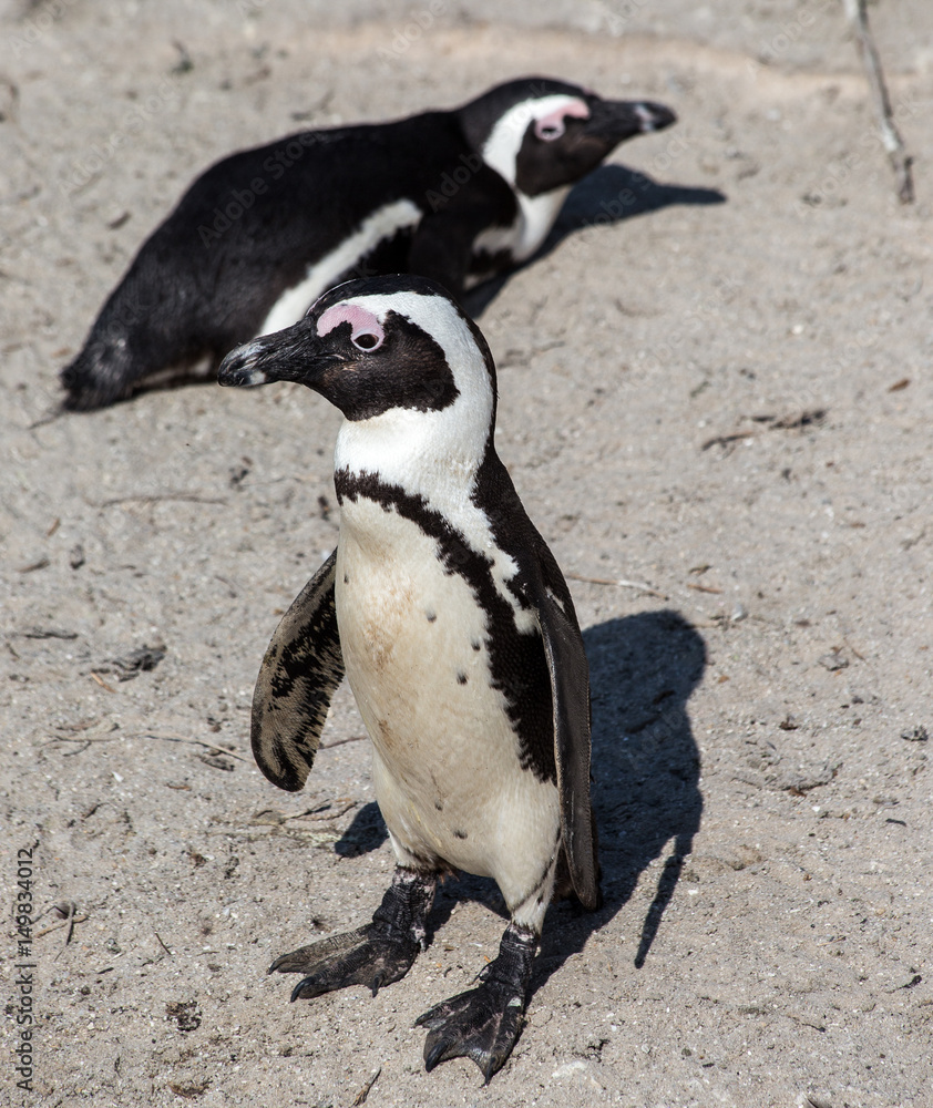 Obraz premium Jackass Penguin, South Africa