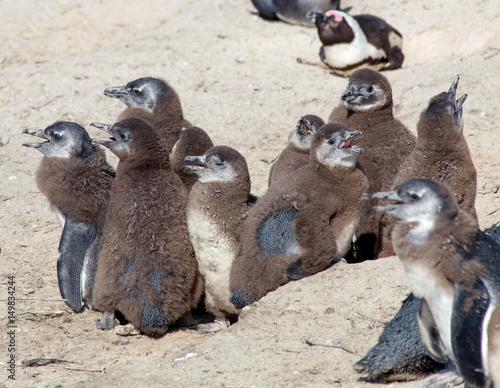 Tablou canvas Young Penguins in South Africa