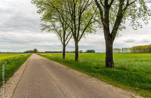 Three trees beside a seemingly endless country road