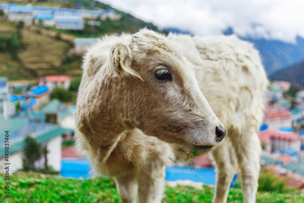 Fototapeta premium White mountain calf