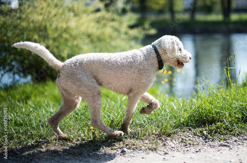 Happy white dog plays on green lawn in the park