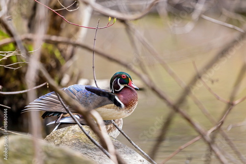 Photography Carolina wood duck in a boreal forest Quebec, Canada
