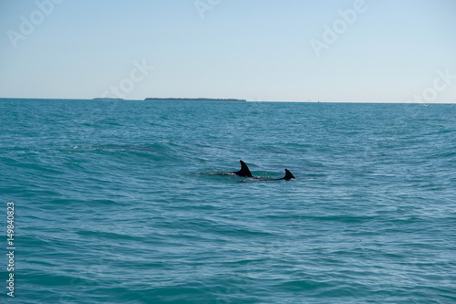 Dolphins swimming in the ocean © Sandra