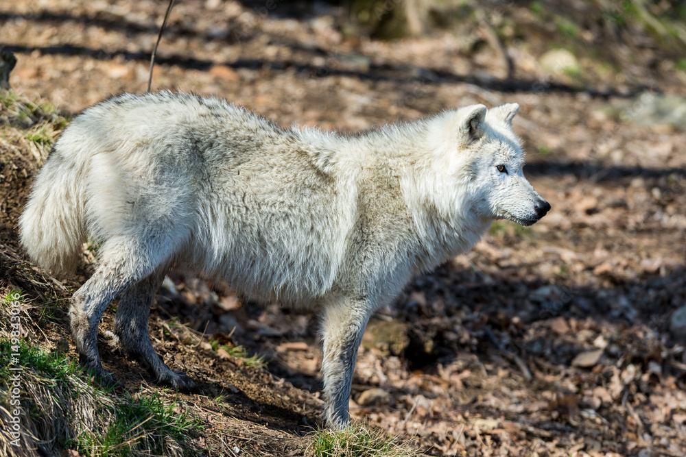 Obraz premium White Arctic wolf in a forest in Northern Canada alert and looking for prey, taken just after the snows had cleared in early April.