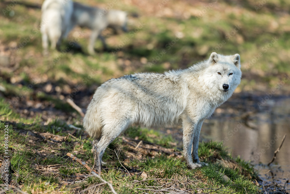 White Arctic wolf in a forest in Northern Canada alert and looking for prey, taken just after the snows had cleared in early April. White Arctic wolf in a forest in Northern Canada alert and looking for prey, taken just after the snows had cleared in early April.