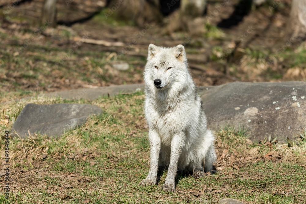 Fototapeta premium White Arctic wolf in a forest in Northern Canada alert and looking for prey, taken just after the snows had cleared in early April.