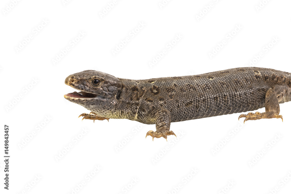 Naklejka premium Lizard (Lacerta agilis) isolated on a white background