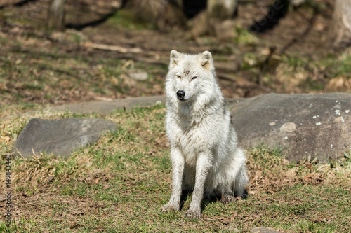 White Arctic wolf in a forest in Northern Canada alert and looking for prey  taken just after the snows had cleared in early April.