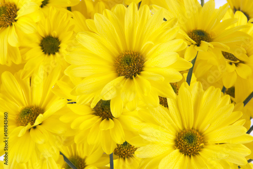 Fresh Cut Yellow Daisy Flowers
