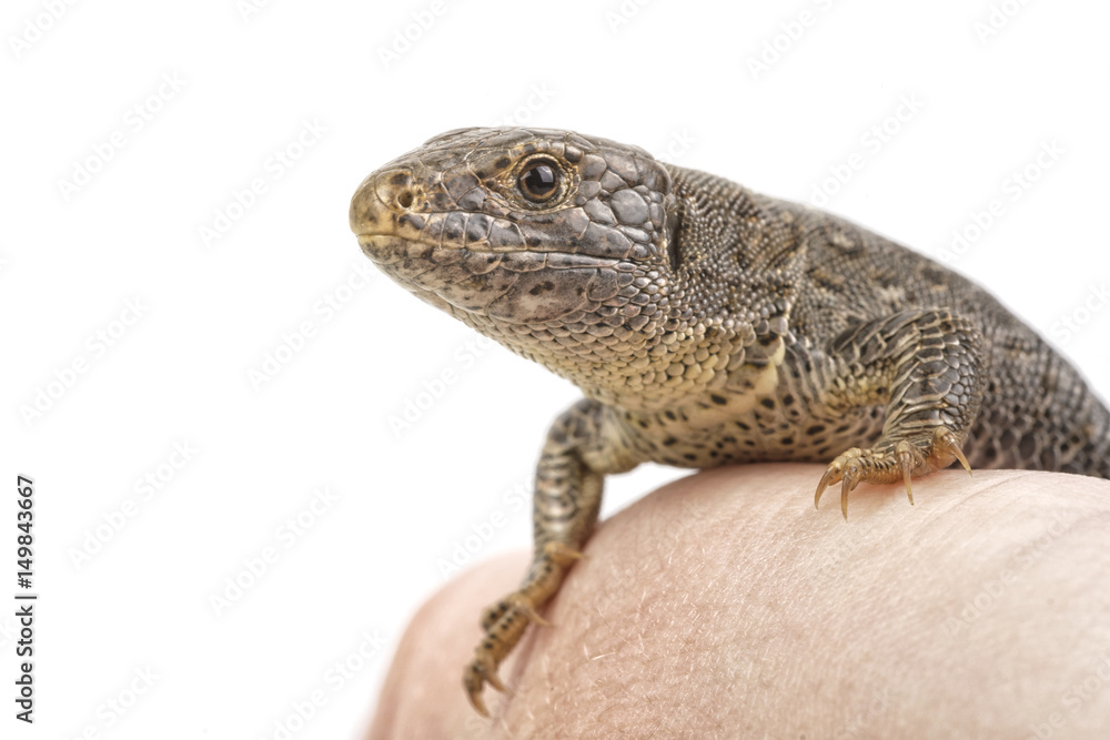 Lizard (Lacerta agilis) isolated on a white background Lizard (Lacerta agilis) isolated on a white background
