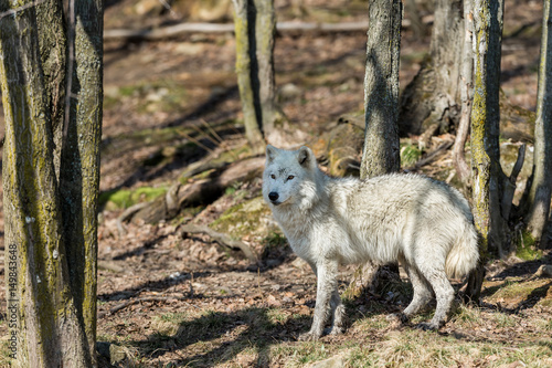 White Arctic wolf in a forest in Northern Canada alert and looking for prey  taken just after the snows had cleared in early April.