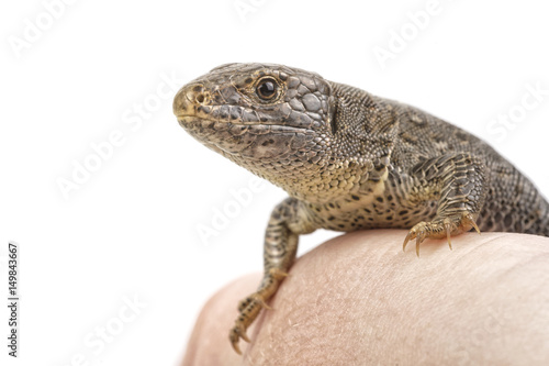 Lizard (Lacerta agilis) isolated on a white background
