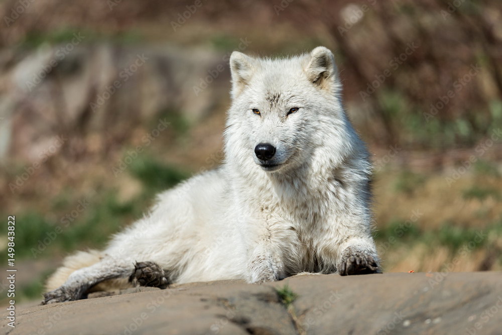 Obraz premium White Arctic wolf in a forest in Northern Canada alert and looking for prey, taken just after the snows had cleared in early April.