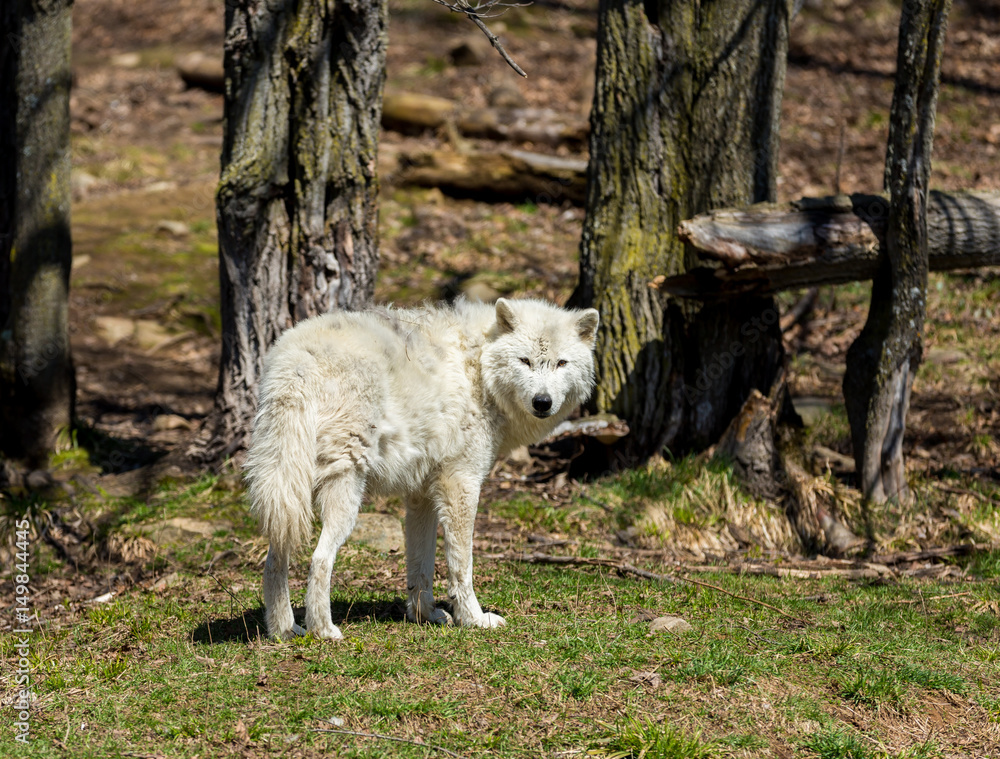 White Arctic wolf in a forest in Northern Canada alert and looking for prey, taken just after the snows had cleared in early April. White Arctic wolf in a forest in Northern Canada alert and looking for prey, taken just after the snows had cleared in early April.